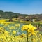 Crowne Plaza Huangshan Yucheng By Ihg - map