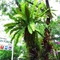 Rainforest Resort Phitsanulok - map