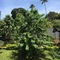 Green Turaco - map