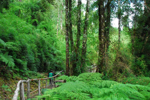 Chonos_Selva_Austral