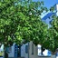 Artemis Santorini
