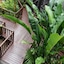 Hibiscus Resort & Spa