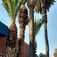 Days Inn By Wyndham Los Angeles Lax Venicebch Marina Delray