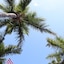 Capt Hiram's Resort