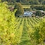 Denbies Vineyard Hotel
