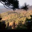 Pine Rose Inn