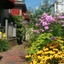 Prince Albert Provincetown