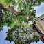 Big Tree Old Town Hotel