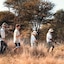 Gabus Safari Lodge