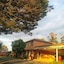 Poplars at Mittagong