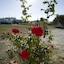 Tsakanos Apartments