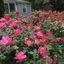 The Platinum Pebble Boutique Inn - Adults Only