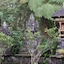 Bali Lush