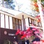 Forest Resort Cosmos