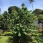 Green Turaco