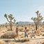 Autocamp Joshua Tree