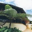 Koro Sun Resort And Rainforest Spa
