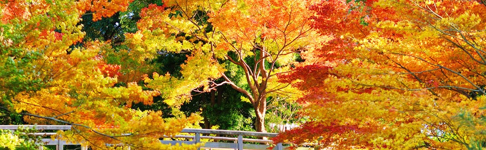 Itinerario del Crucero Japón, Corea Del Sur - Princess Cruises
